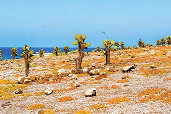 cactus forest and ocean at Galápagos island of Santa Fe.