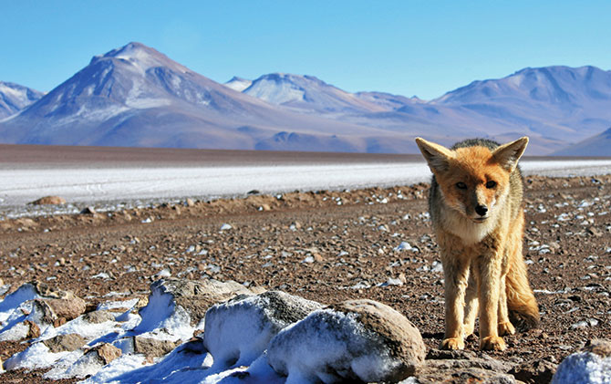 Wildlife holidays in patagonia and chile, national parks in patagonia