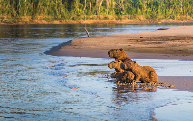 The Pantanal Wetlands, UNESCO World heritage site, wildlife in Bolivia and Paraguay