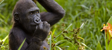 image of a gorilla on the gorilla trek