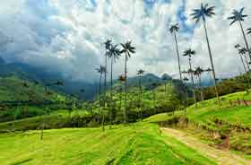 solo walking in cocora valley