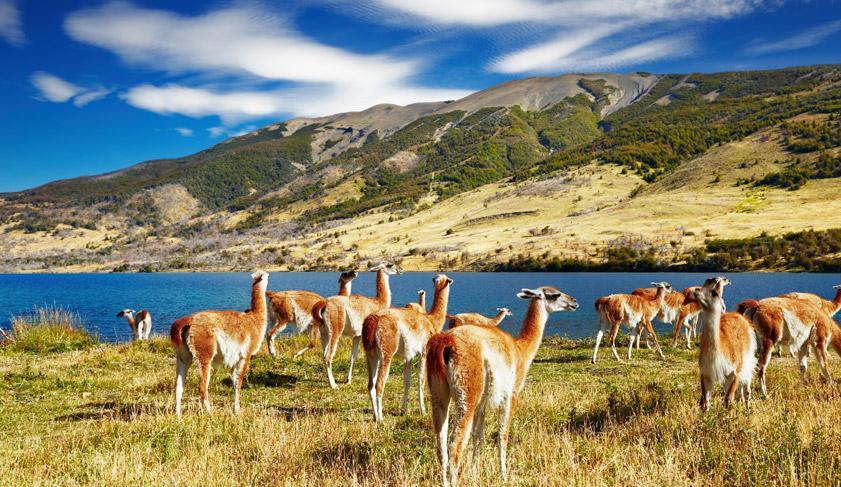 Guanaco in Torres del Paine National Park