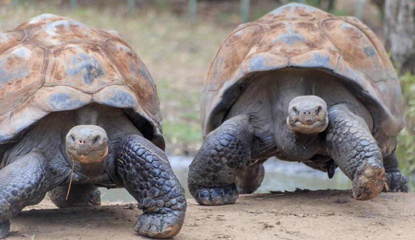 A couple of turtles out for a stroll in the Galapagos Islands, Ecuador