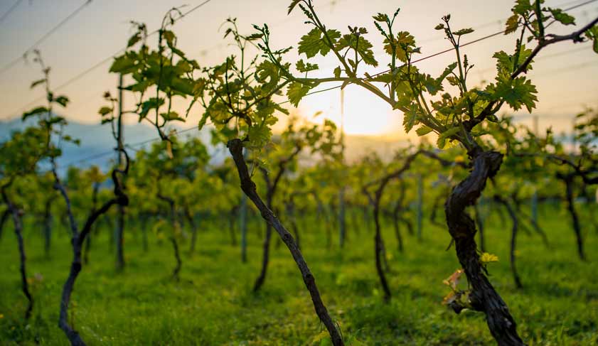 Georgia, Vineyard near Tsinandali town