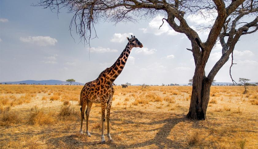 A giraffe in the Masai Mara, Kenya