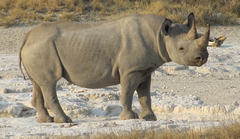 A rhino in Etosha National Park, Namibia