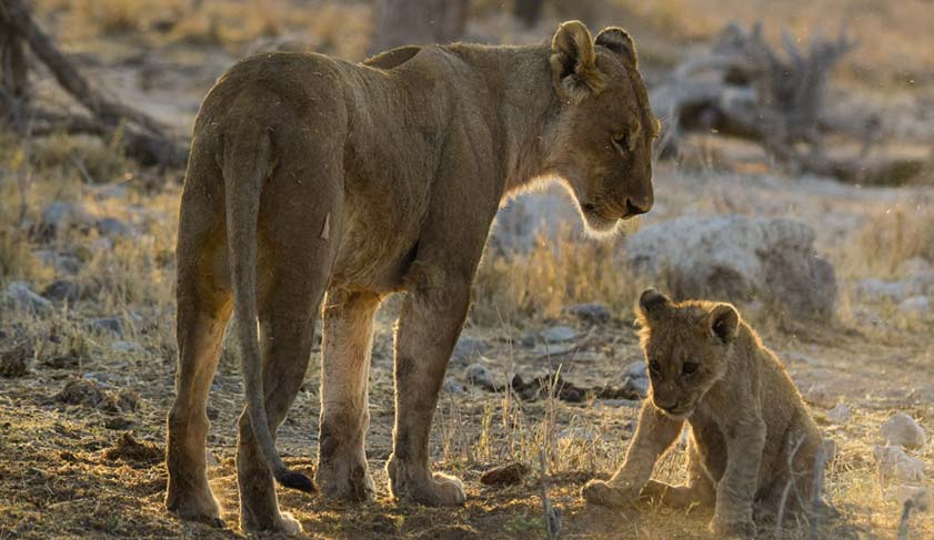 Lioness and her cub