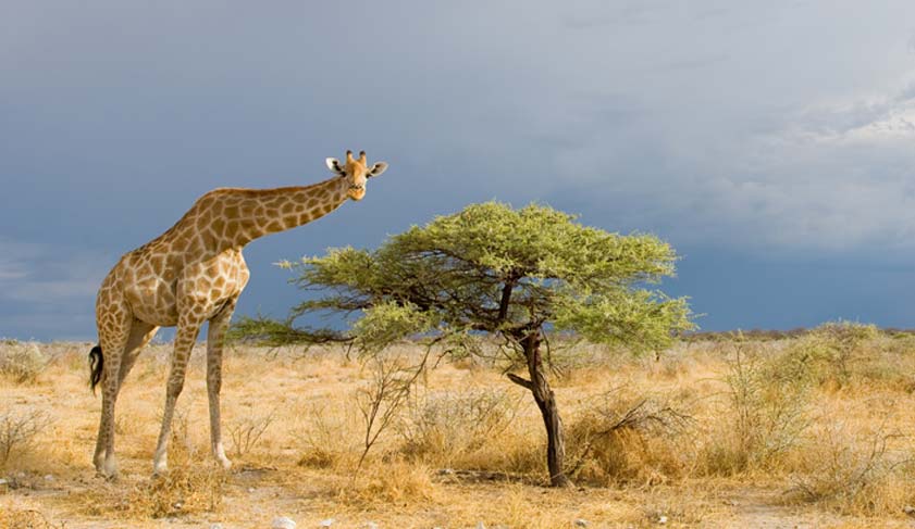 Tall giraffe standing beside a small tree in the bush of Etosha National Park before a thunderstorm, Namibia.