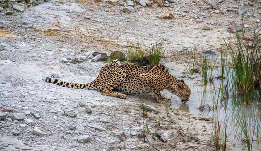 A cheetah ( Acinonyx Jubatus) drinking at a water pool, Shamwari Game Reserve, South Africa._1097165372.jpg