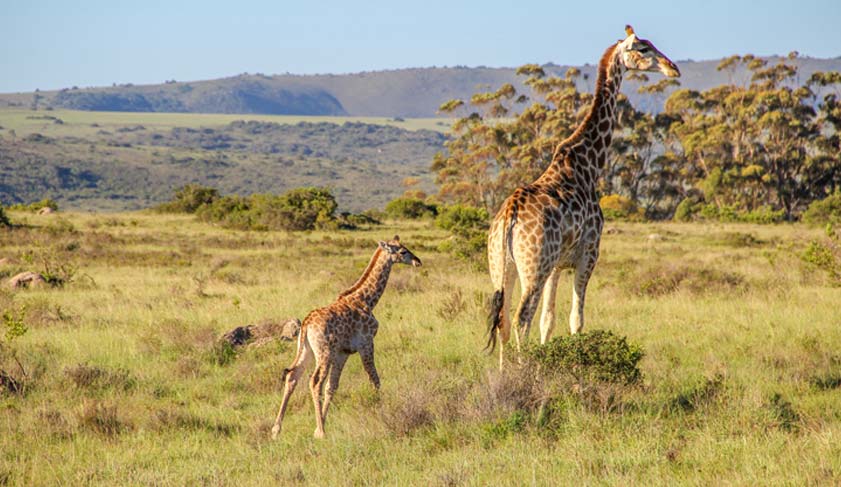 A mother giraffe with a baby, Shamwari, South Africa.