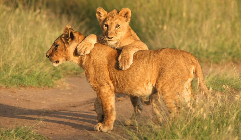 Lion cubs playing in the Serengeti National Park, Tanzania