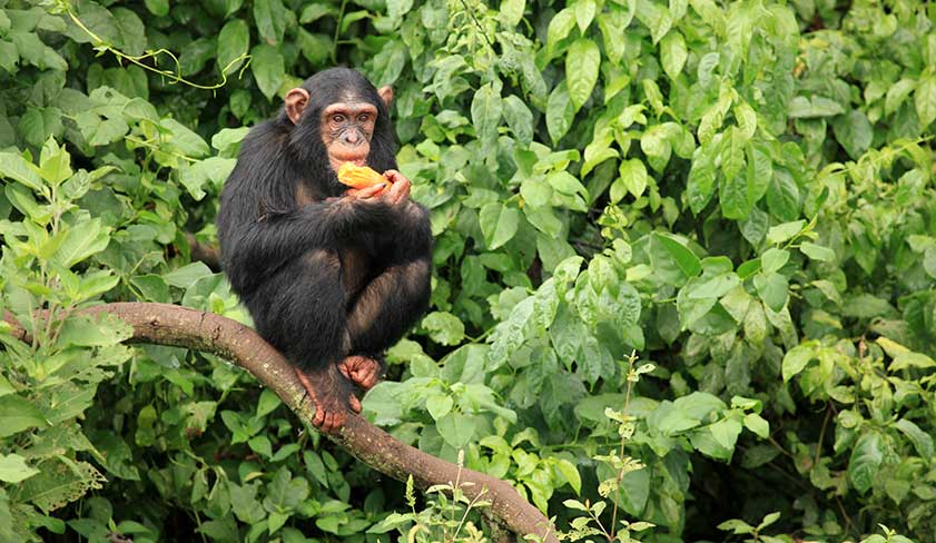 Chimpanzee-in-Kibale-Forest-Uganda