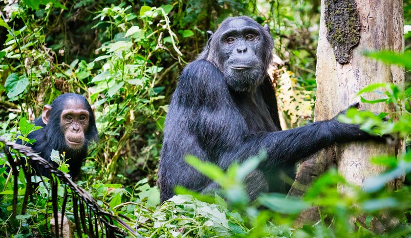 Family of chimpanzees from Kibale Forest, Uganda.