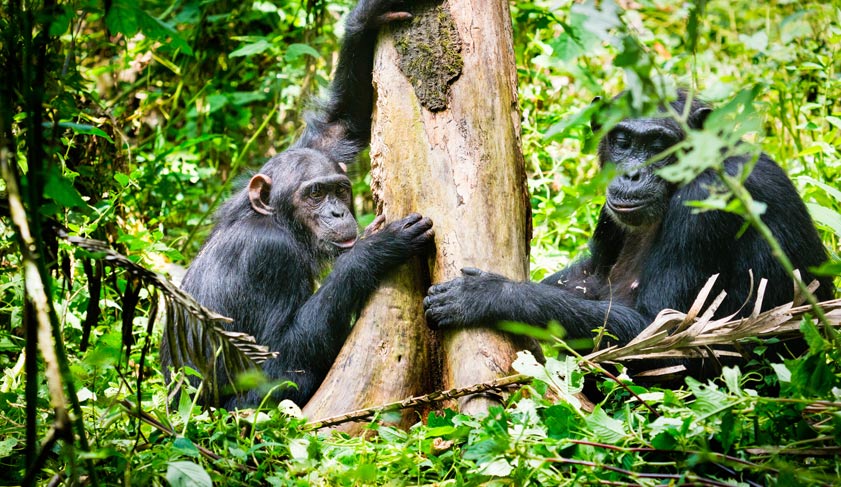Family of chimpanzees from Kibale Forest Uganda_1130943077.jpg