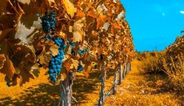 Vineyards of Mendoza, Argentina