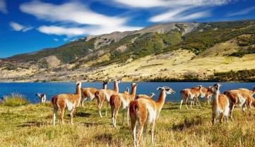 Guanaco in Torres del Paine National Park