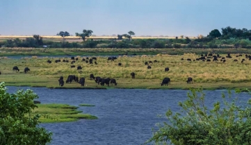 Herds of buffalo on the shores of the Chobe river, Chobe National Park, Botswana.