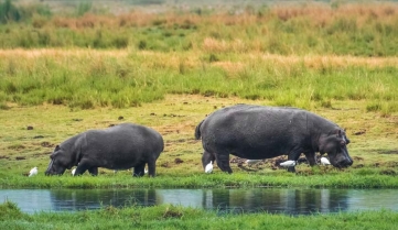 Hippos grazing on the shores of the Chobe River, Chobe National Park, Botswana _768370801.jpg