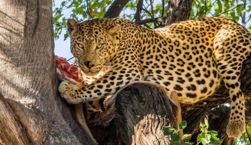 Leopard with killed antelope in tree. Moremi game reserve, Botswana.