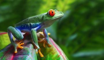 A red eye tree frog, Costa Rica
