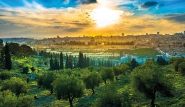 View of the Old City Jerusalem from the Mount of Olives with olive trees in the foreground