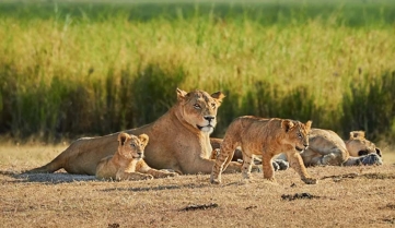 Beautiful lioness (Panthera leo) with cute lion cubs in Savannah. Pride of lions in wild life of natural reserve & natural habitat._1220682445.jpg
