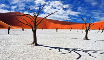 Dead Camelthorn Trees against red dunes and blue sky in Deadvlei, Sossusvlei.