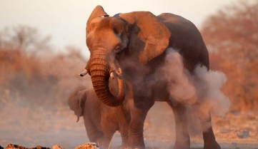 Large African elephant covered in dust, Etosha National Park.