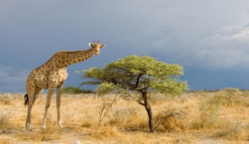 Tall giraffe standing beside a small tree in the bush of Etosha National Park before a thunderstorm, Namibia.