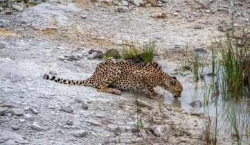 A cheetah ( Acinonyx Jubatus) drinking at a water pool, Shamwari Game Reserve, South Africa._1097165372.jpg
