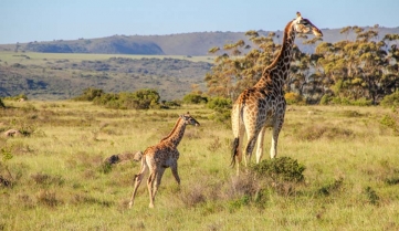 A mother giraffe with a baby, Shamwari, South Africa.