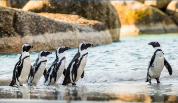 Boulders-Beach-Penhuins-South-Africa