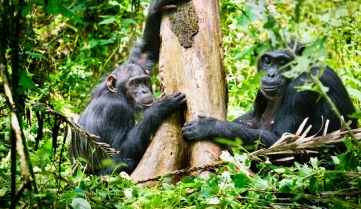 Family of chimpanzees from Kibale Forest Uganda_1130943077.jpg