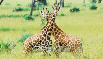 Rothschild giraffes, Queen Elizabeth National Park